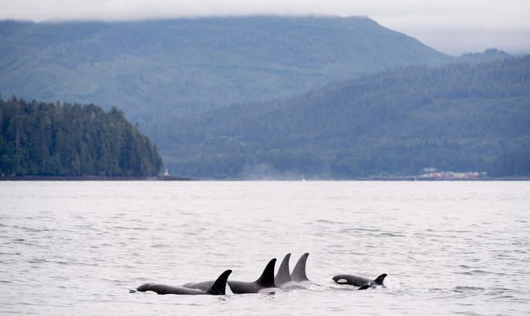 Environmental groups warn Ottawa’s major projects push puts whales at risk
