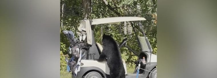 Golfers encounter black bear on Manitoba golf course