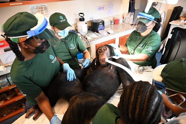 Chimpanzees used in vaccine research get health checks in Liberia home