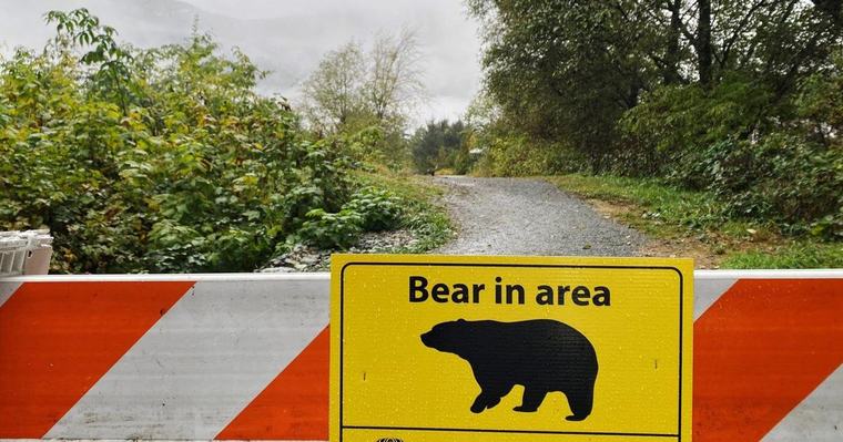 Woman injured after bear attack in park outside Whistler: B.C. conservation officers