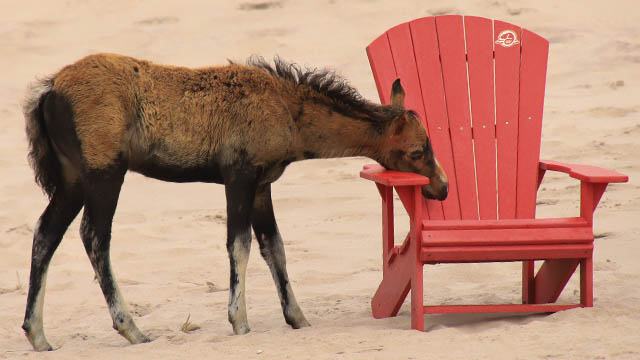 Sable Island National Park Reserve