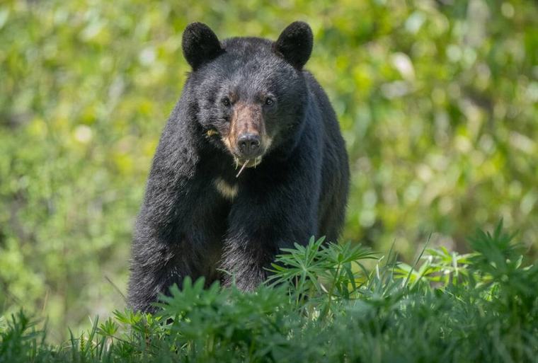 Bear killed after woman attacked near Whistler