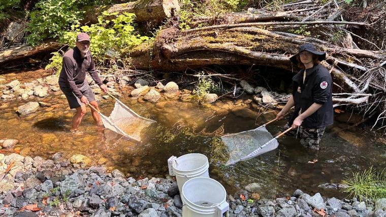 B.C. drought forces volunteers to rescue salmon from drying streams