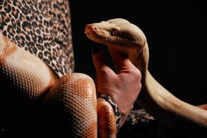 Photos show snakes auditioning for a role at New York’s Metropolitan Opera