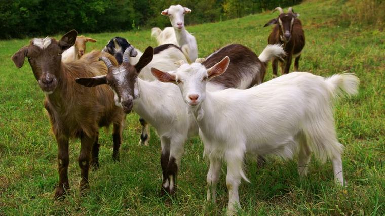 Nearly 300 people exposed to goats with rabies at mobile petting zoo in North Carolina