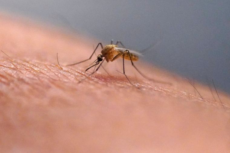 Two German airport workers die of malaria from mosquito on plane