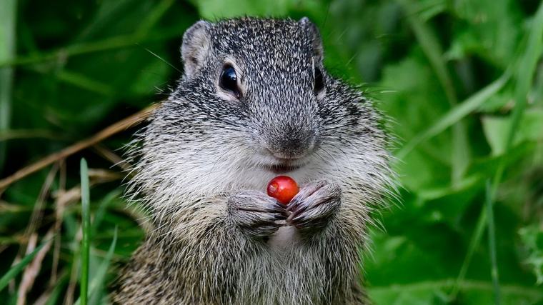 Have you seen this squirrel? These Alberta researchers want to know