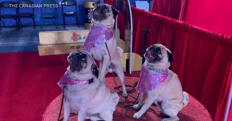 SuperDogs melt hearts for generations