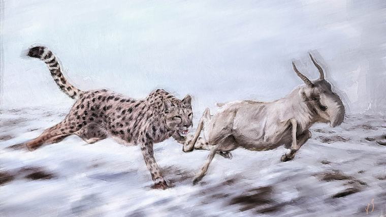 Bones found in Yukon ID'd as ice-age cheetah