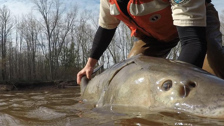 Some Great Lakes sturgeon may be 400 years old. Scientists are rethinking how to save them