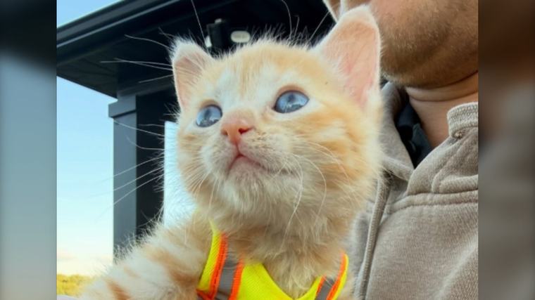 Orphaned kitten gains internet fame after she was rescued from an excavator