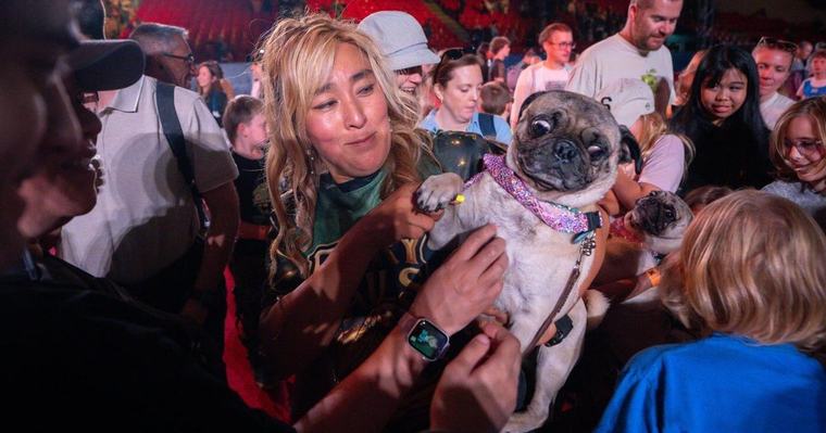 SuperDogs lap up the love, 50 years after being unleashed on adoring fans