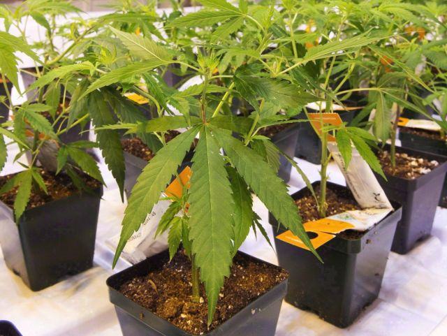 Aurora Cannabis urges shareholders to reject hostile takeover offer by Curaleaf